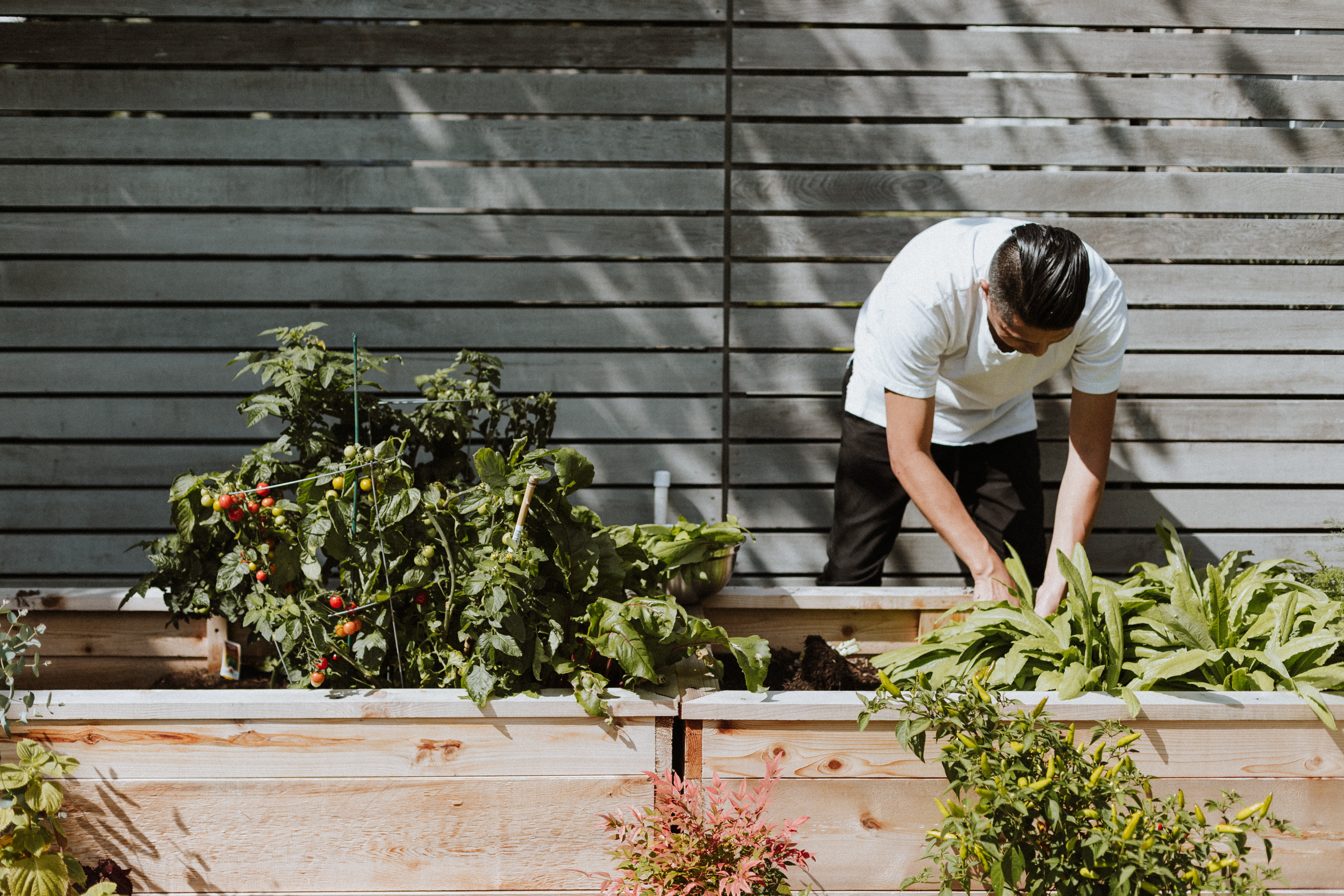 Chef bending to pick vegetables from raised bed in sunny kitchen garden