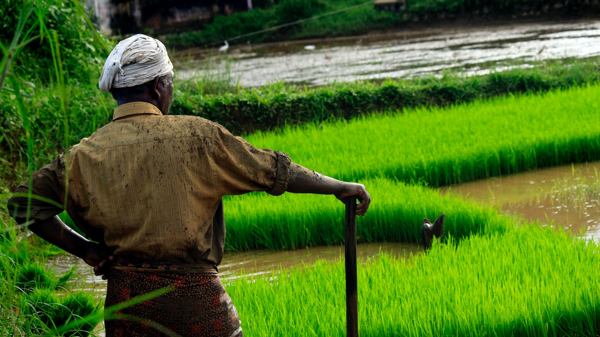 Farmer in yellow shirt and headwrap standing looking over rice field leaning on stick