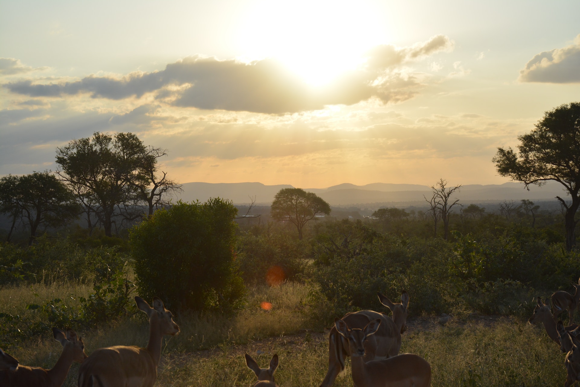 Wild antelope on the African plains at dawn