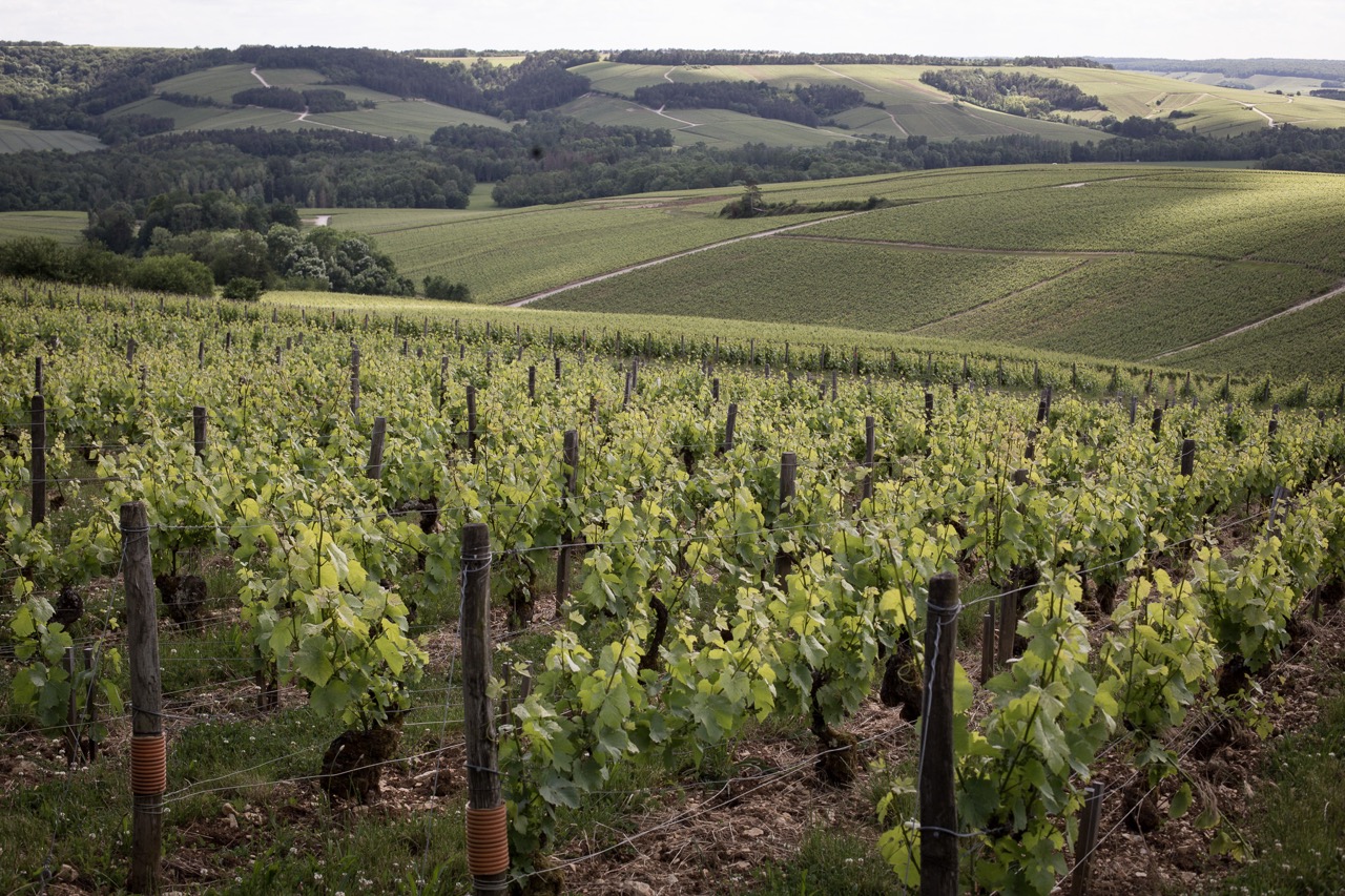 View over hillside vineyard