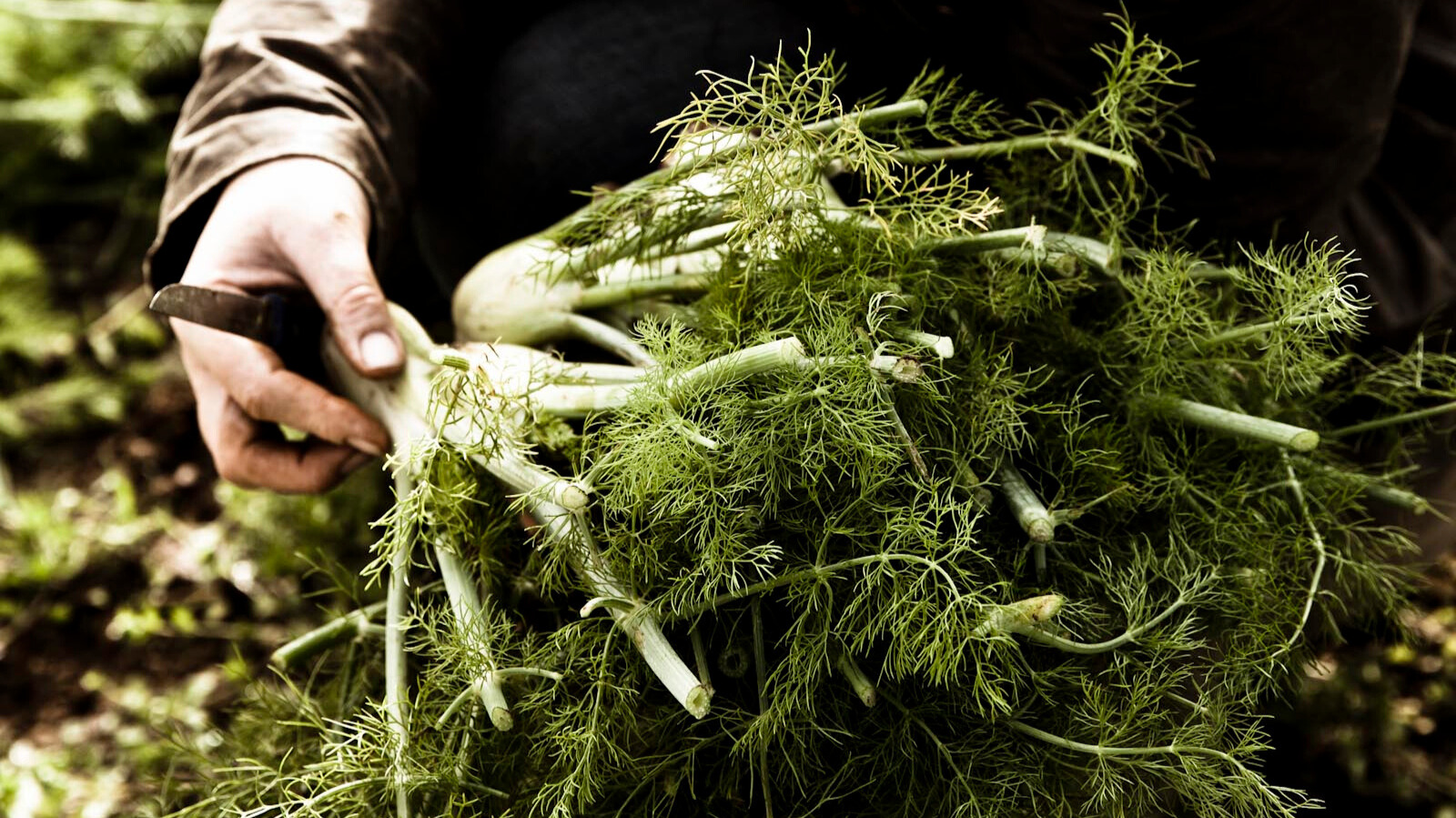 Hand holding large fennel bulb