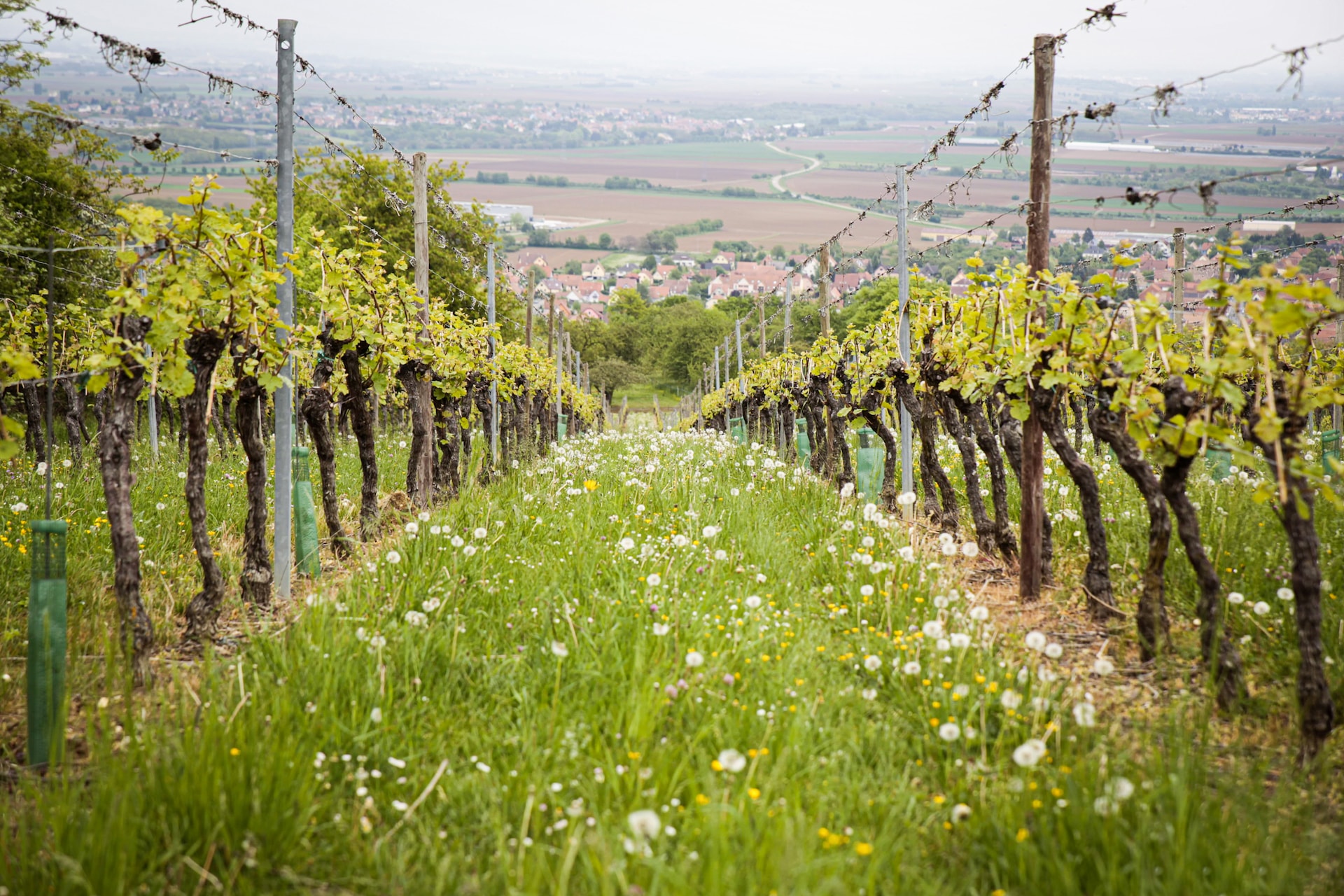 Shot of hillside vineyard between rows of vines with view of landscape in background