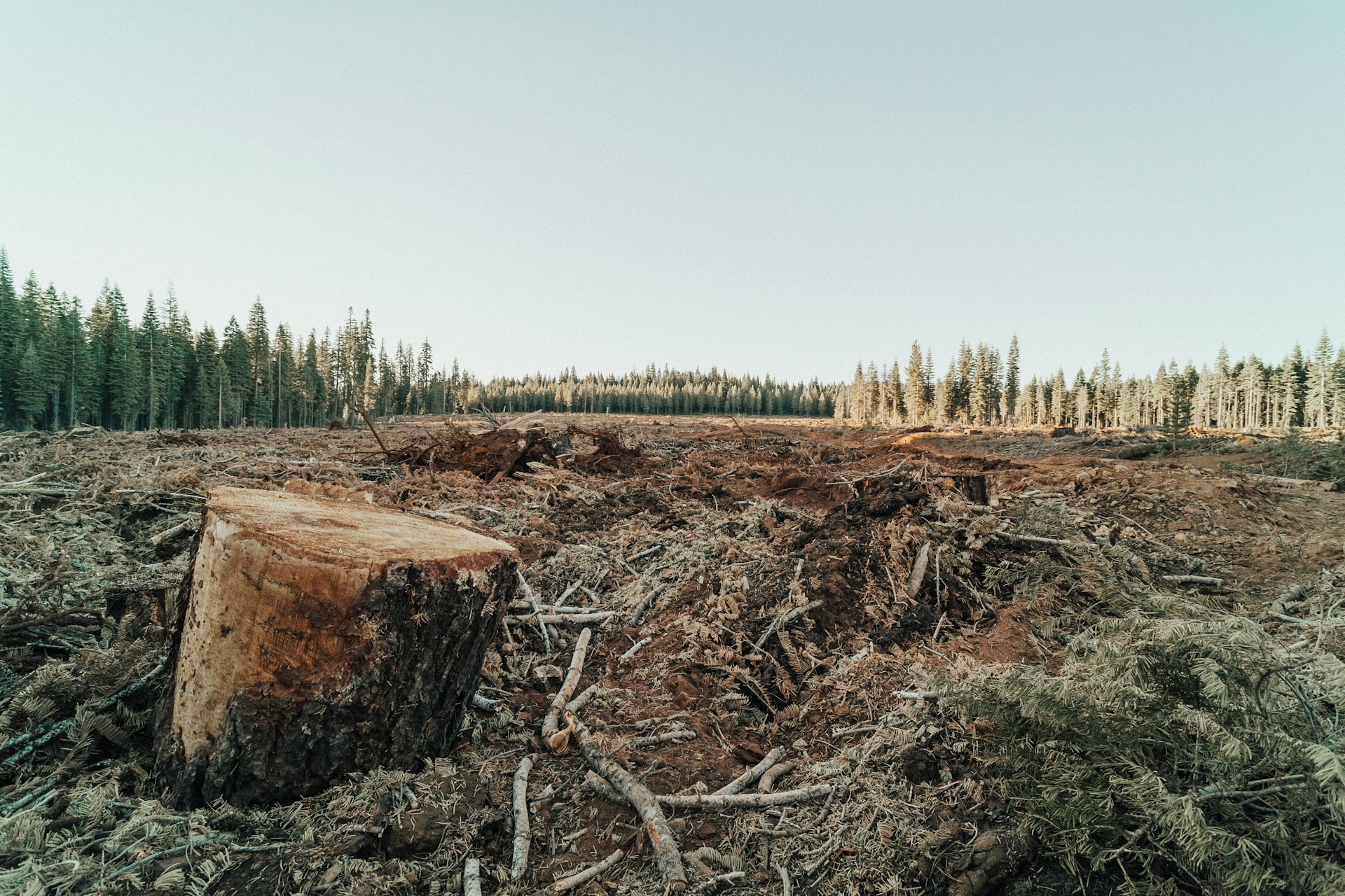Bleak, deforested landscape with tree stump in the foreground
