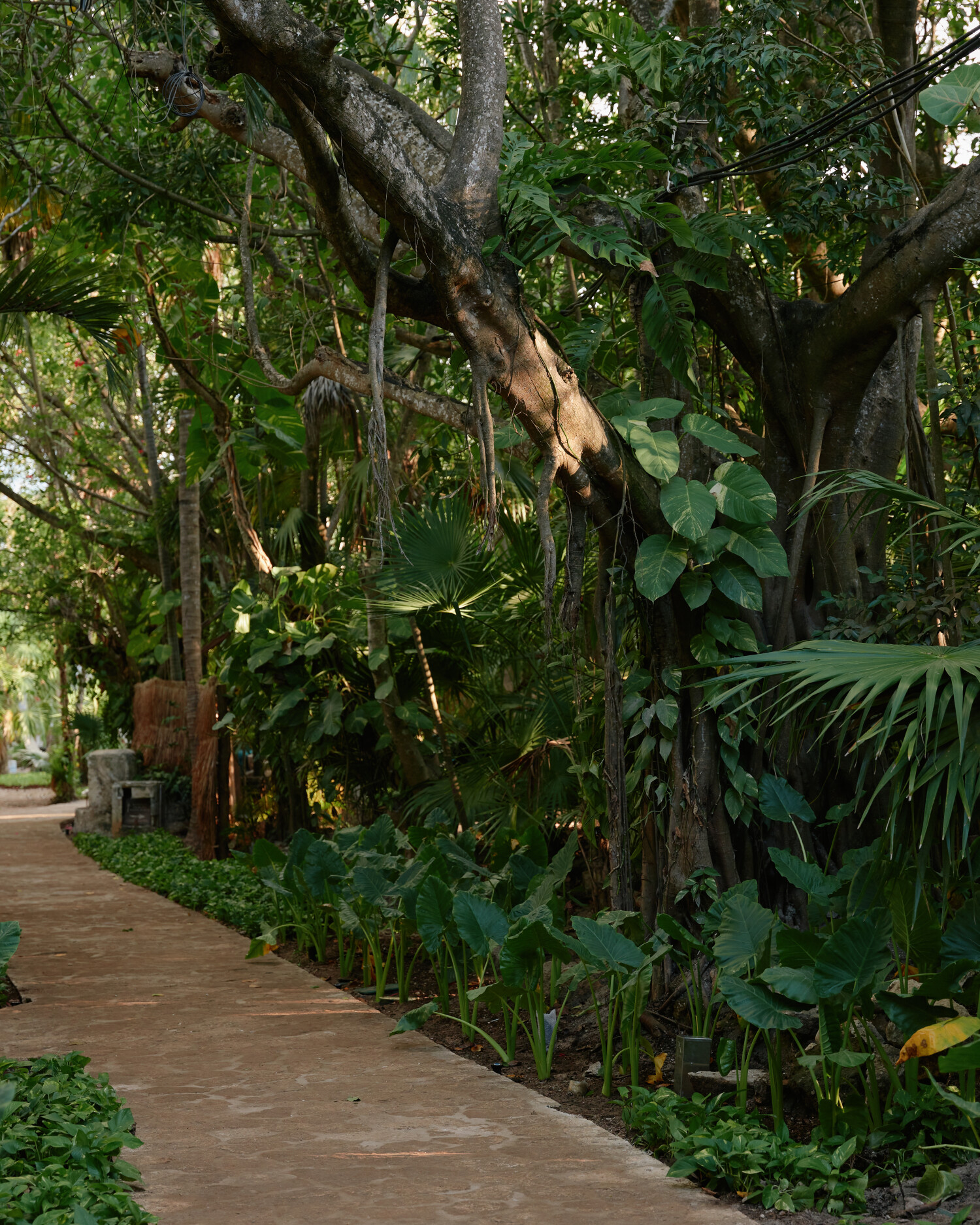 Pathway through natural foliage at Belmond Maroma Hotel Mexico