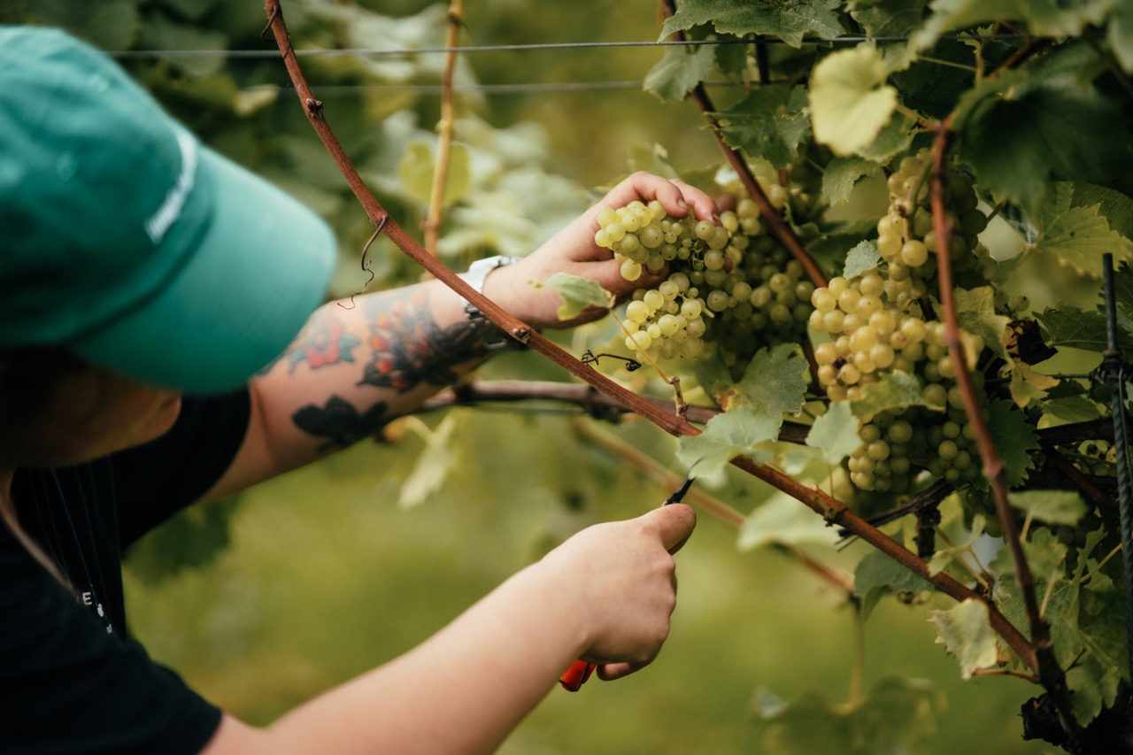 Vineyard worker with tattoos on left arm picking white grapes