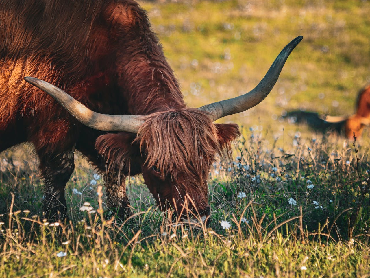 Brown cow with long hair and long horns eating grass and wildflowers