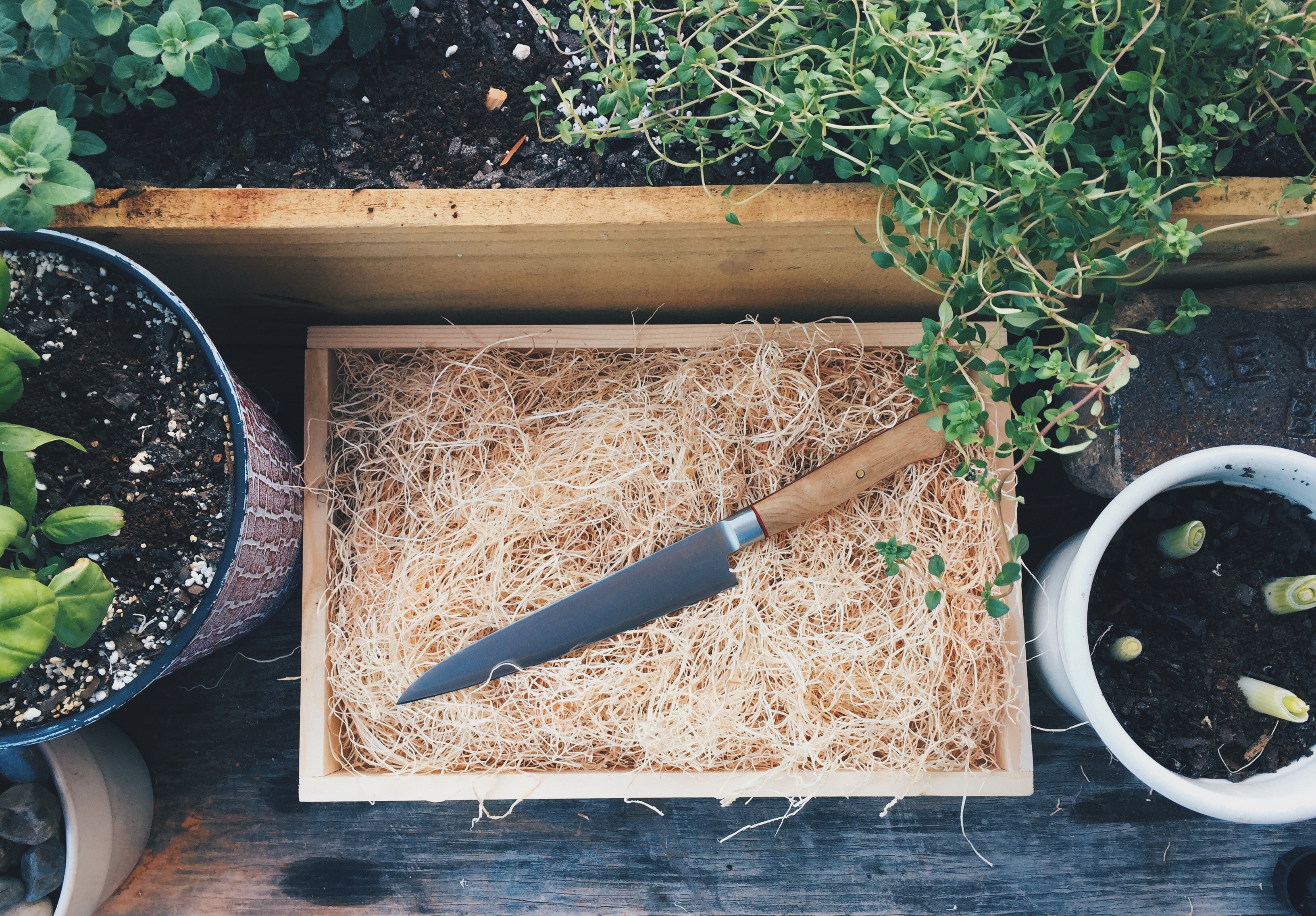 Overhead shot of chef's knife in a box of hay surrounded by plants in pots and raised beds 