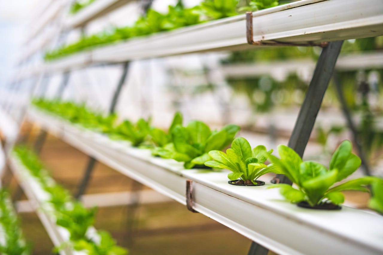Rows of small green plants growing in brightly lit vertical farming system