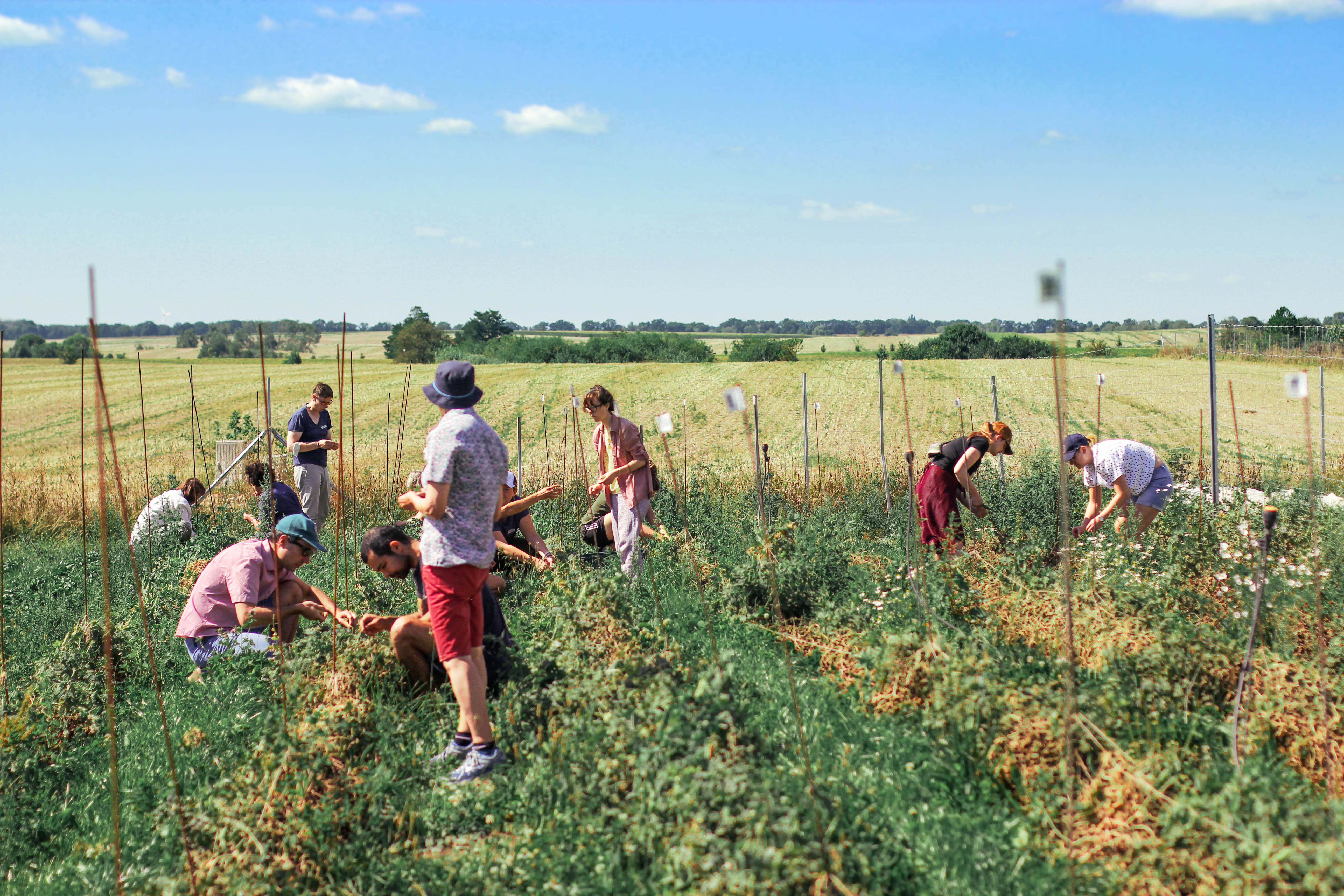 A group of people working in a sunny field