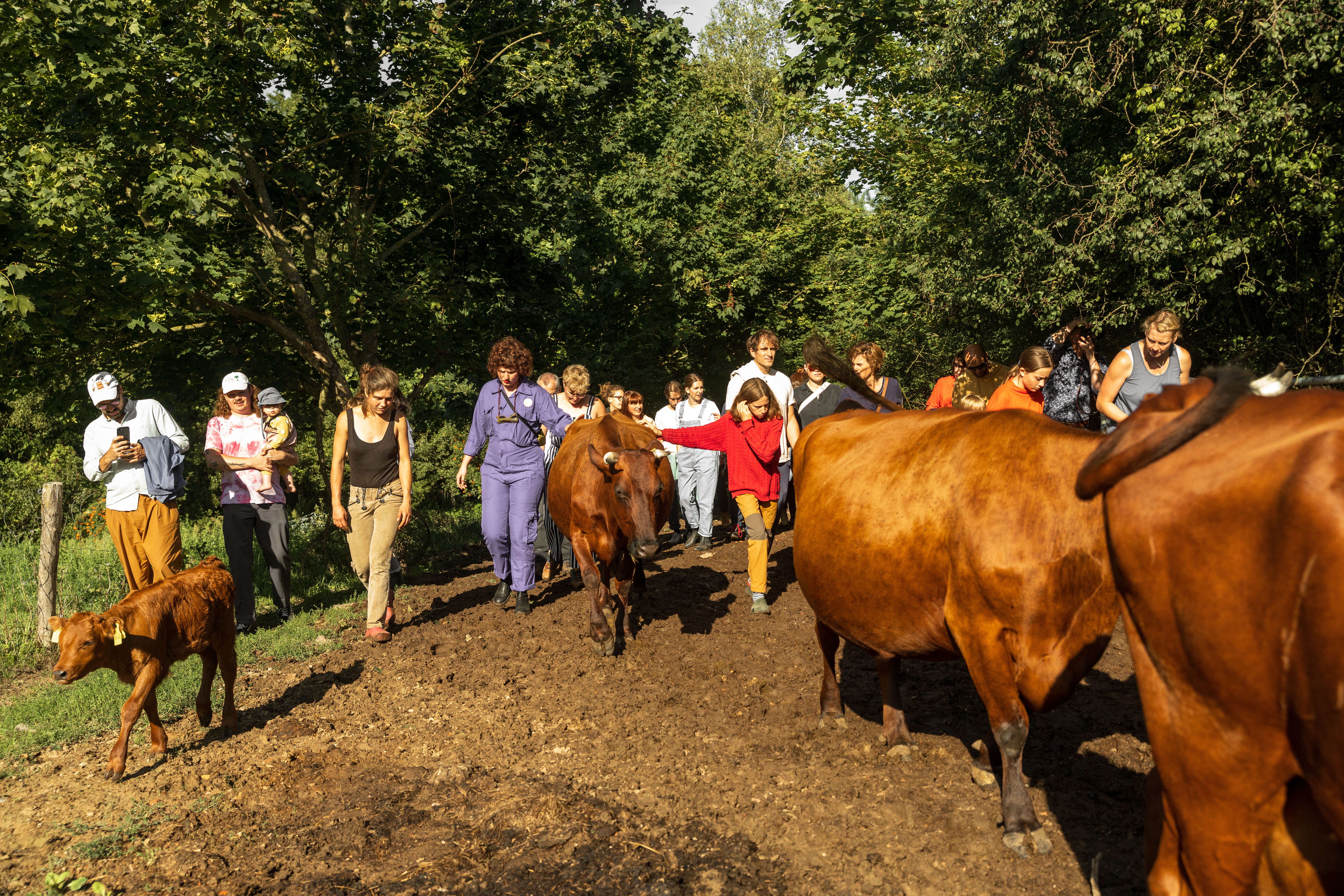 A group of people on a sunny farm with some brown cows, all walking towards the camera