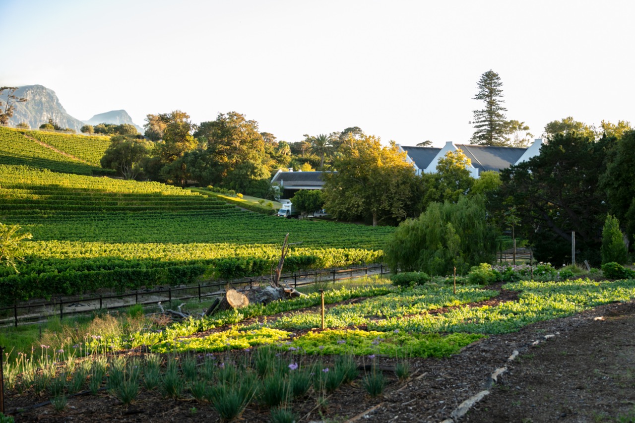 A view of the edible biodiverse indigenous garden at Buitenverwachting