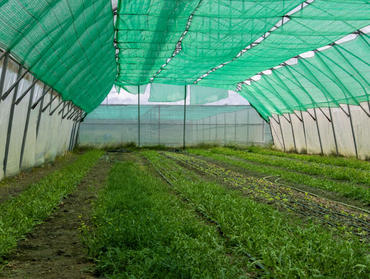 Rosewood Phnom Penh supplier polytunnel