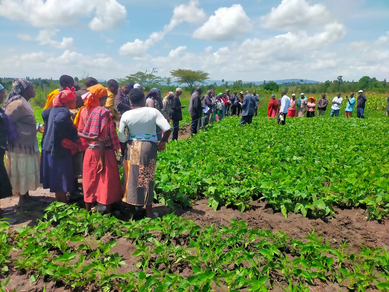 Women bean farmers in the field in Kenya