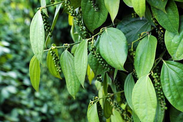 Close up of tree with leaves and green seed pods