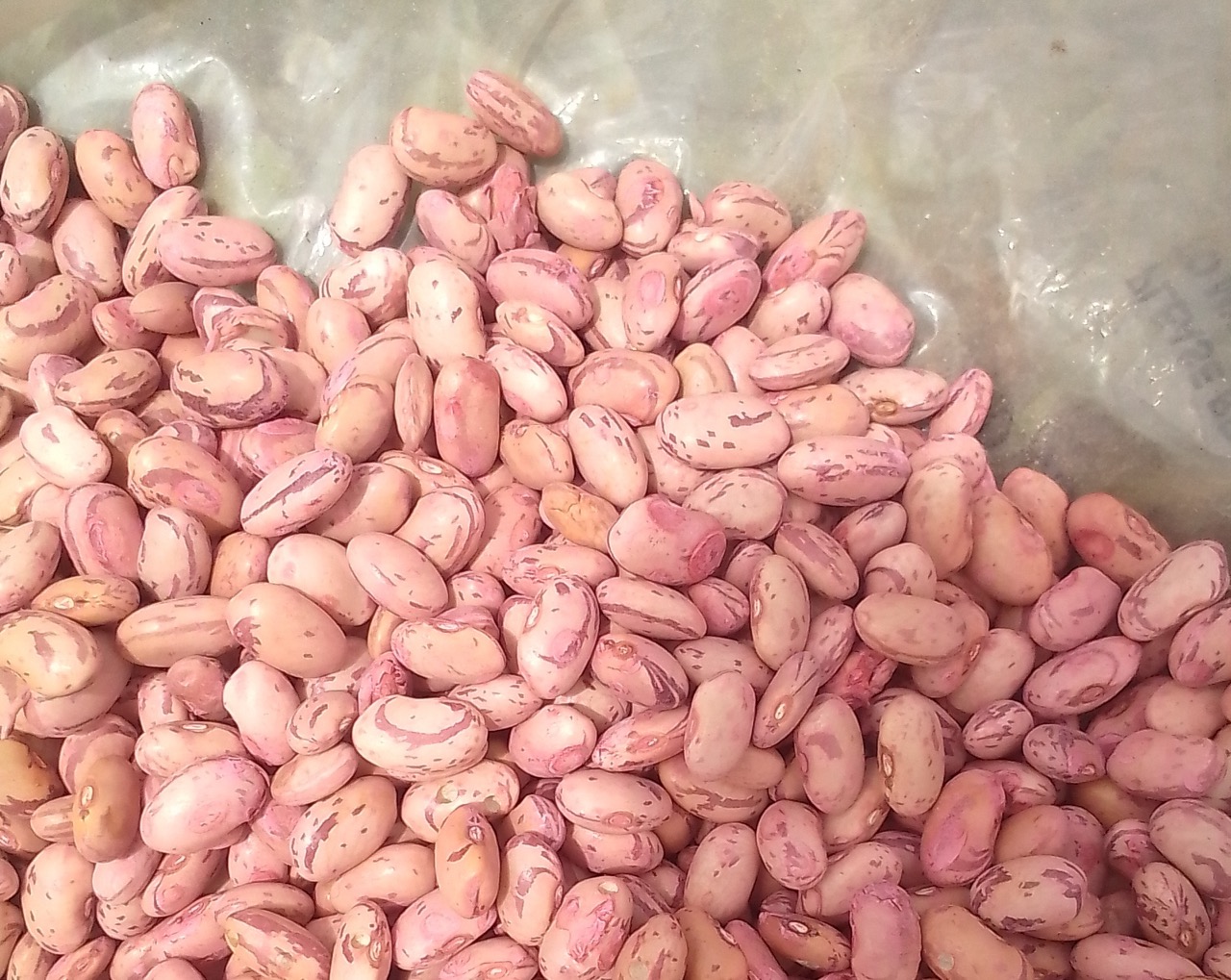 Beautiful patterned pink beans