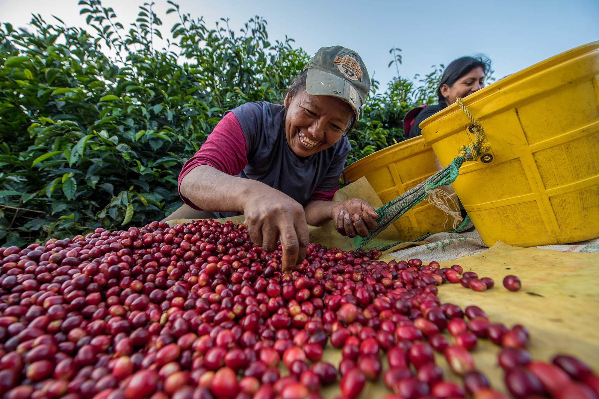 Smiling coffee producer in Bolivia sorting through bright red coffee beans