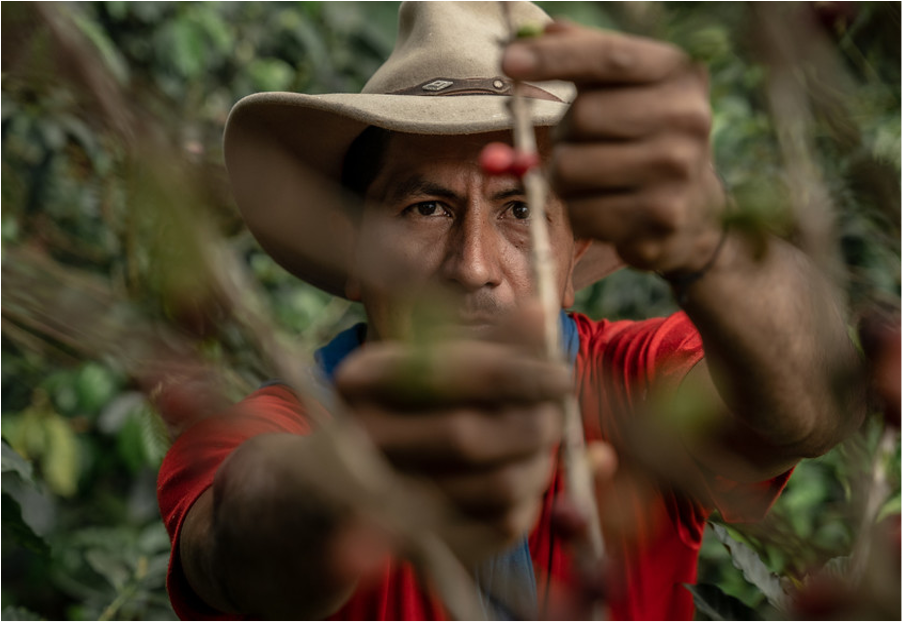 Coffee Producer Norvey Vaquiro wearing a hat, with coffee plant in foreground