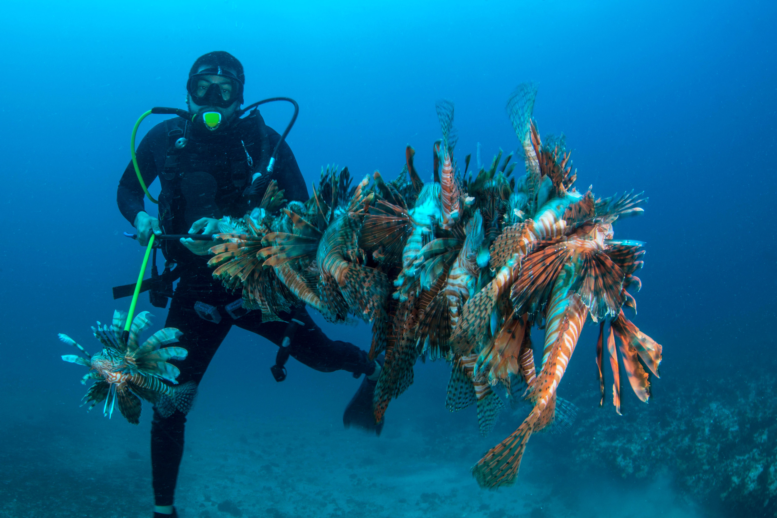 A scuba diver underwater with lots of captured lionfish