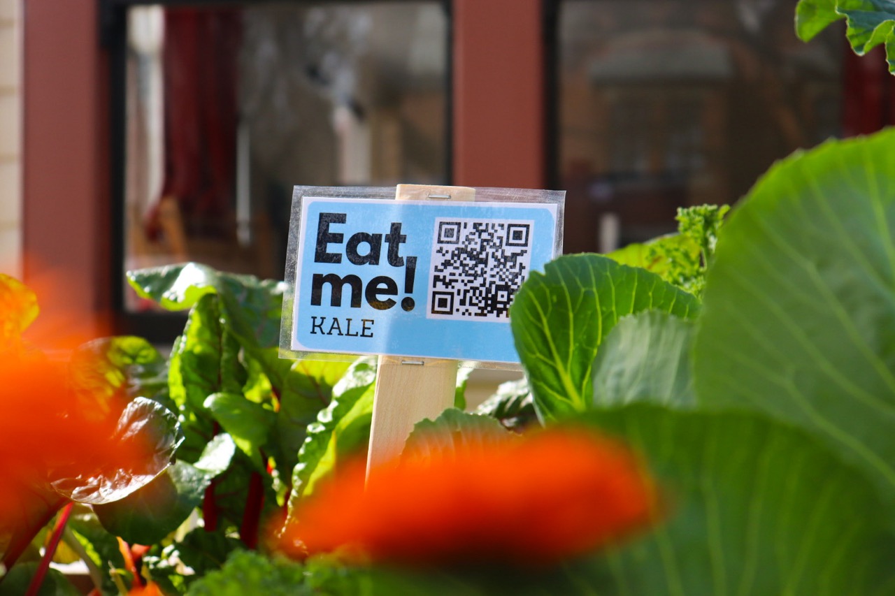 A sign in the University Of Otago vegetable garden saying "Eat me! Kale" with a QR code