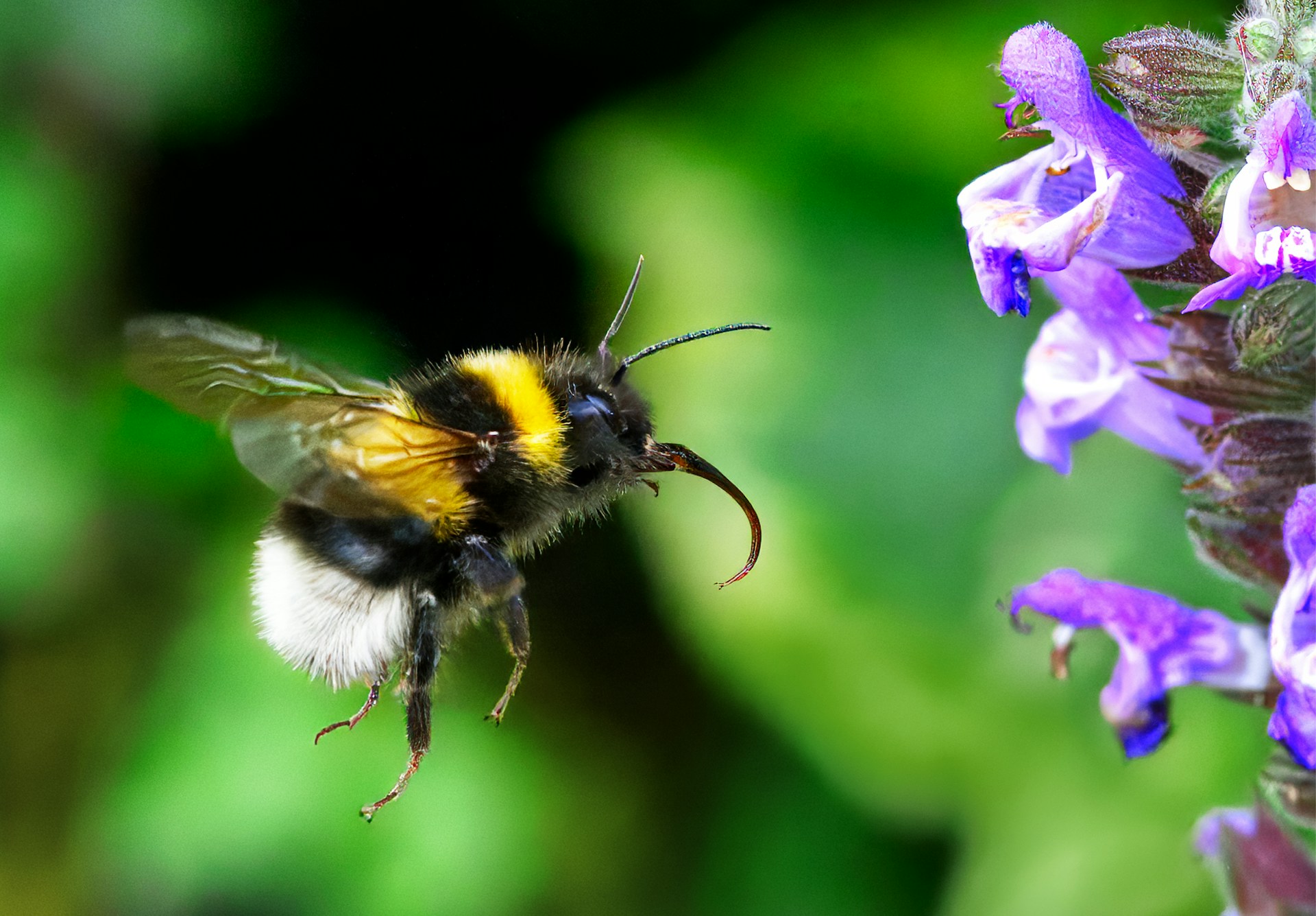A close-up shot of a bumblebee about to land on a purple flower