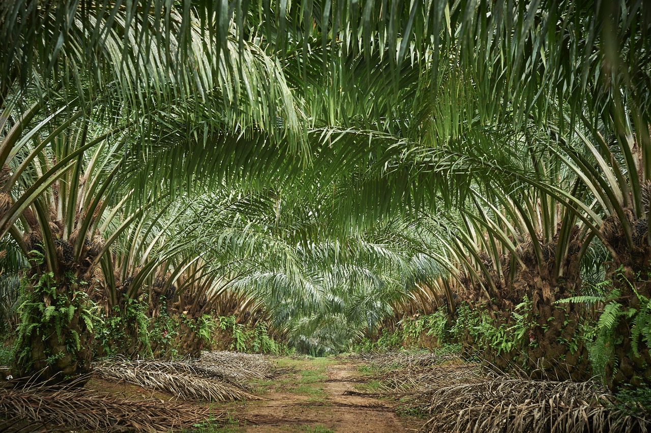 Oil palm trees with their leaves forming an arch over the path