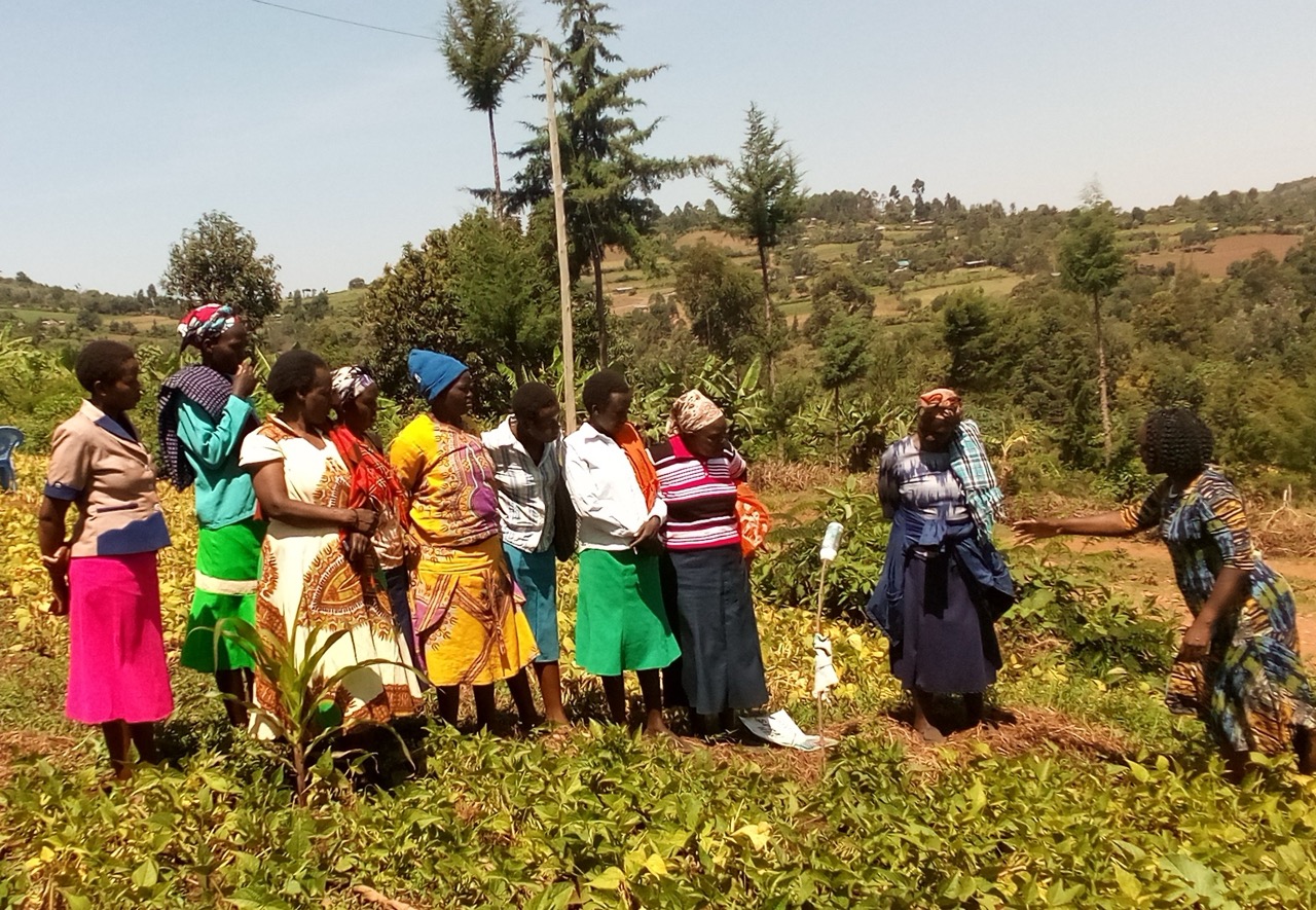 Women bean farmers in the field in Kenya