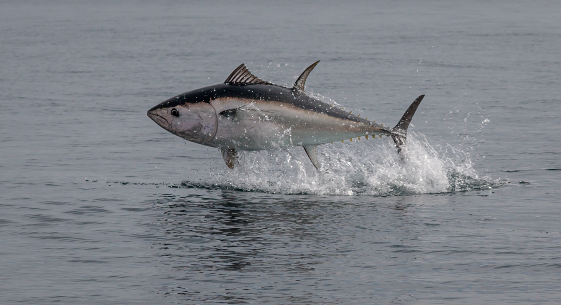 Atlantic bluefin tuna leaping from water