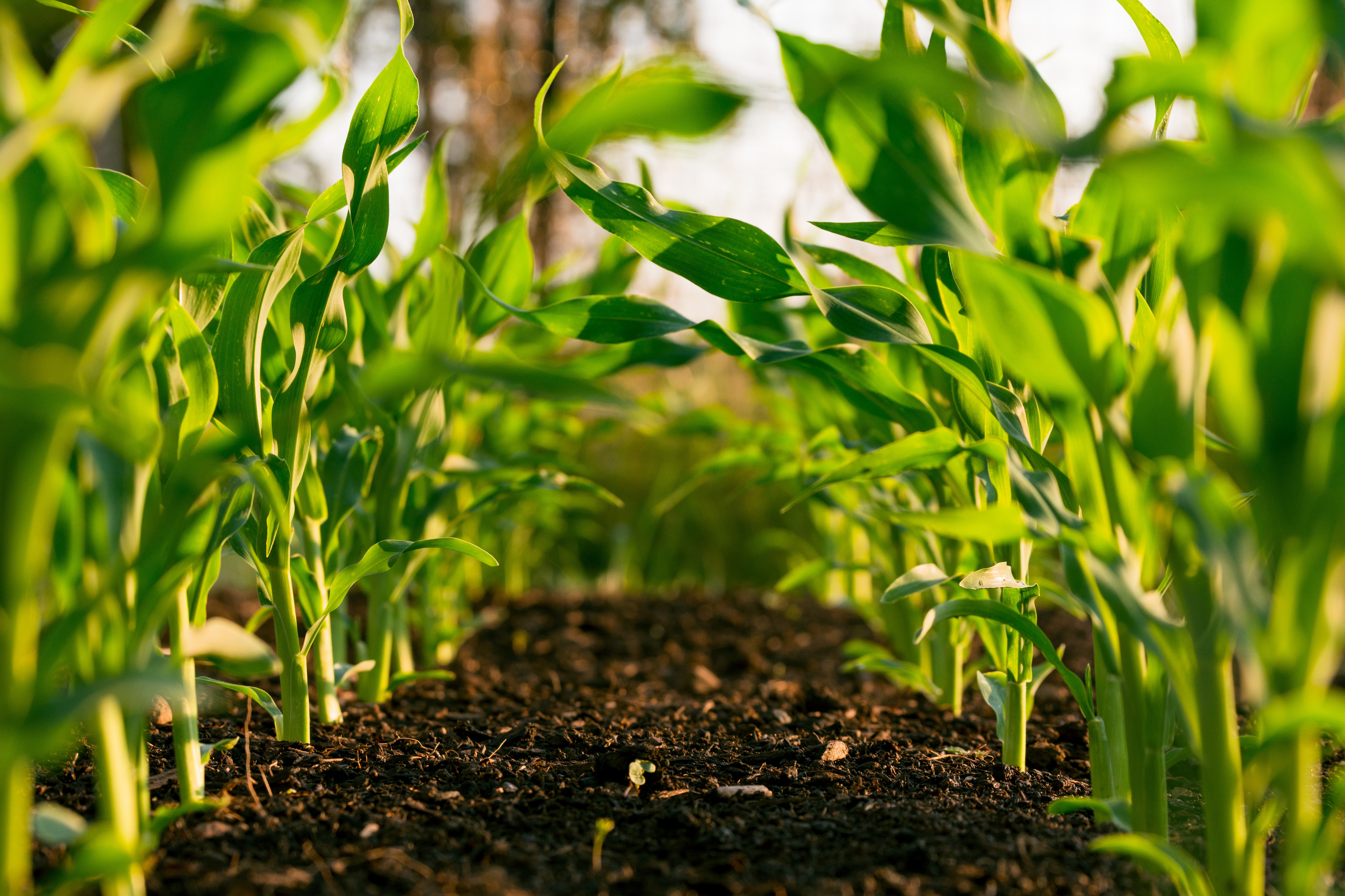 Green plants growing in rows in the soil
