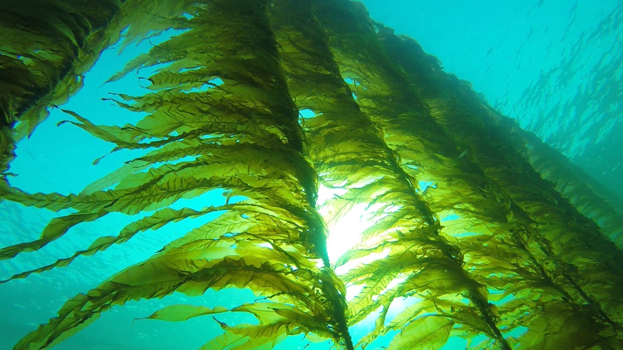 Underwater shot of seaweed floating in water